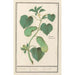 Cucumber Cucumis sativus - Anselmus Botius de Boodt — artwork view