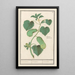 Cucumber Cucumis sativus - Anselmus Botius de Boodt — framed artwork on a wall