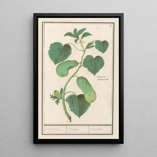 Cucumber Cucumis sativus - Anselmus Botius de Boodt — framed artwork on a wall