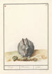 Rabbit Oryctolagus cuniculus - Anselmus Botius de Boodt — artwork view