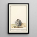Rabbit Oryctolagus cuniculus - Anselmus Botius de Boodt — framed artwork on a wall