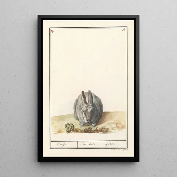 Rabbit Oryctolagus cuniculus - Anselmus Botius de Boodt — framed artwork on a wall