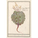 Chou Brassica oleracea - Anselmus Botius de Boodt — artwork view