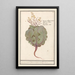 Chou Brassica oleracea - Anselmus Botius de Boodt — framed artwork on a wall