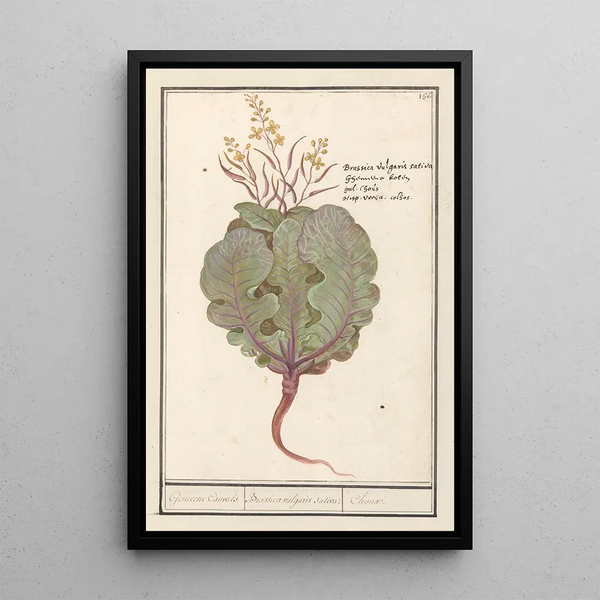 Chou Brassica oleracea - Anselmus Botius de Boodt — framed artwork on a wall