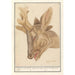 Head of a roe deer Cervidae - Anselmus Botius de Boodt — artwork view