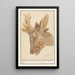 Head of a roe deer Cervidae - Anselmus Botius de Boodt — framed artwork on a wall