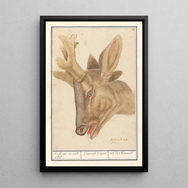 Head of a roe deer Cervidae - Anselmus Botius de Boodt — framed artwork on a wall
