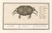 Crab, cancer, crab, cancer, cancre, crab - Anselmus Botius de Boodt — artwork view