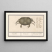 Crab, cancer, crab, cancer, cancre, crab - Anselmus Botius de Boodt — framed artwork on a wall