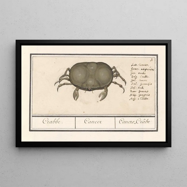 Crab, cancer, crab, cancer, cancre, crab - Anselmus Botius de Boodt — framed artwork on a wall