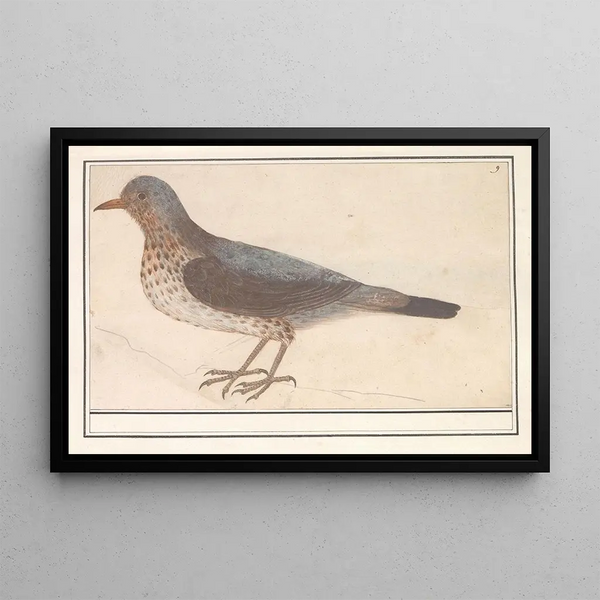 the Thrush, Turdus pilaris - Anselmus Botius de Boodt — framed artwork on a wall