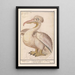 Reproduction of the painting of the Frizzled Pelican Pelecanus crispus - Anselmus Botius de Boodt