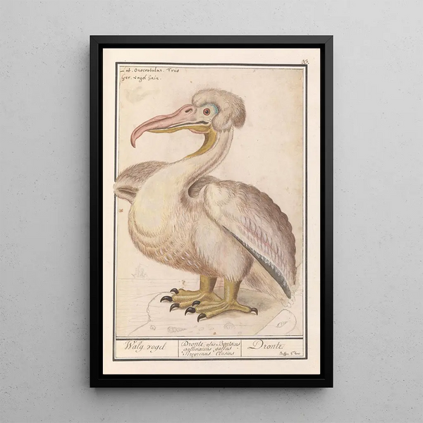 Reproduction of the painting of the Frizzled Pelican Pelecanus crispus - Anselmus Botius de Boodt