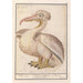 Reproduction of the painting of the Frizzled Pelican Pelecanus crispus - Anselmus Botius de Boodt