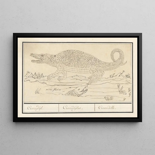 Crocodile Crocodylidae Crocodilus - Anselmus Botius de Boodt — framed artwork on a wall