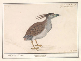 Heron cendré - Anselmus Botius de Boodt — artwork view
