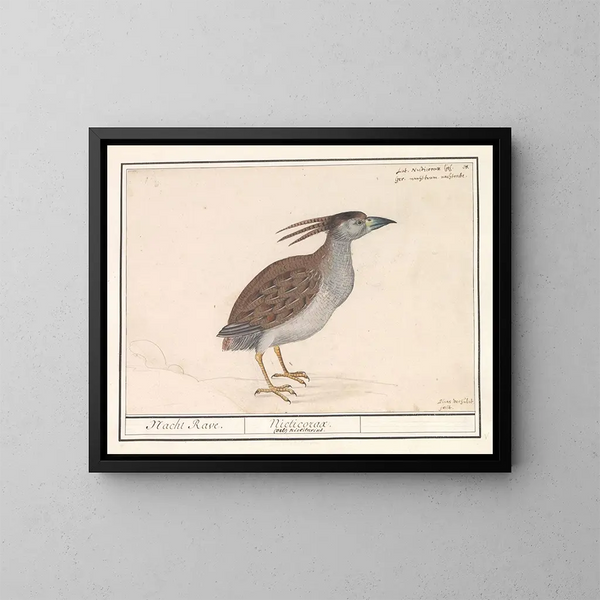 Heron cendré - Anselmus Botius de Boodt — framed artwork on a wall