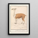 Reproduction of the painting Lama Lama glama - Anselmus Botius de Boodt