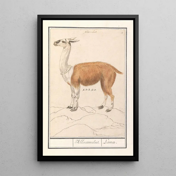 Reproduction of the painting Lama Lama glama - Anselmus Botius de Boodt