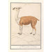 Reproduction of the painting Lama Lama glama - Anselmus Botius de Boodt