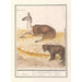 Lama Lama glama and brown bear Ursus arctos - Anselmus Botius de Boodt — artwork view