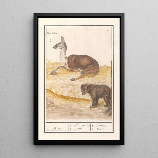 Lama Lama glama and brown bear Ursus arctos - Anselmus Botius de Boodt — framed artwork on a wall