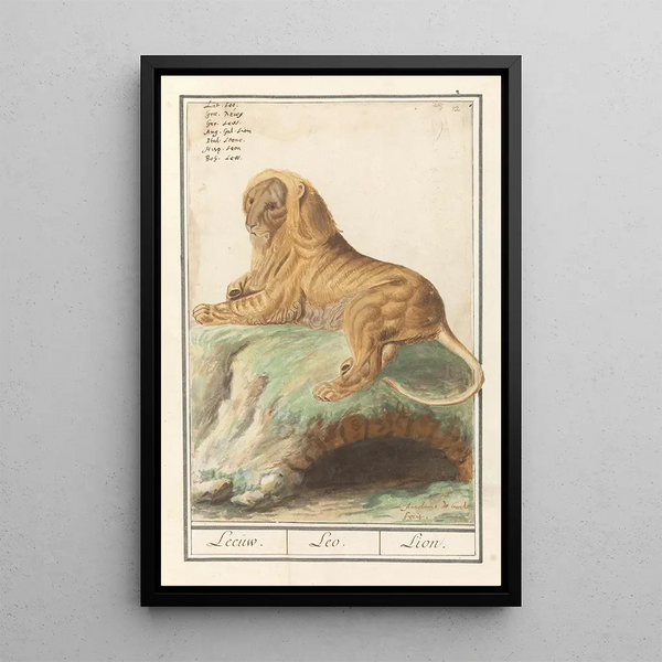 Reproduction of the painting Lion Panthera leo - Anselmus Botius de Boodt