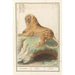 Reproduction of the painting Lion Panthera leo - Anselmus Botius de Boodt
