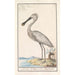 White Spoonbill Platalea leucorodia - Anselmus Botius de Boodt — artwork view