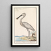 White Spoonbill Platalea leucorodia - Anselmus Botius de Boodt — framed artwork on a wall
