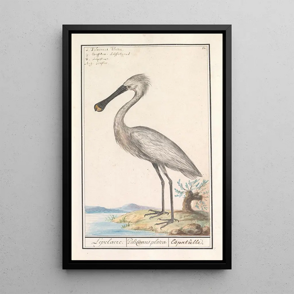 White Spoonbill Platalea leucorodia - Anselmus Botius de Boodt — framed artwork on a wall