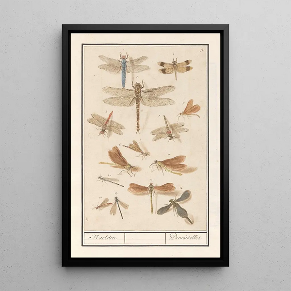 Reproduction of the painting Dragonflies Odonata - Anselmus Botius de Boodt