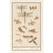 Reproduction of the painting Dragonflies Odonata - Anselmus Botius de Boodt