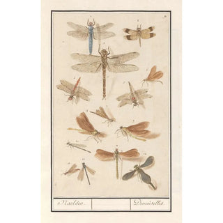 Anselmus Botius de Boodt - Libellen Odonata Naelden Demoiselles.webp