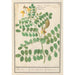 Lentille Lens culinaris - Anselmus Botius de Boodt — artwork view