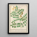 Lentille Lens culinaris - Anselmus Botius de Boodt — framed artwork on a wall
