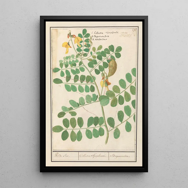 Lentille Lens culinaris - Anselmus Botius de Boodt — framed artwork on a wall