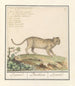 Leopard Panthera pardus Leopard Panthera Léopard - Anselmus Botius de Boodt — artwork view