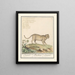 Leopard Panthera pardus Leopard Panthera Léopard - Anselmus Botius de Boodt — framed artwork on a wall