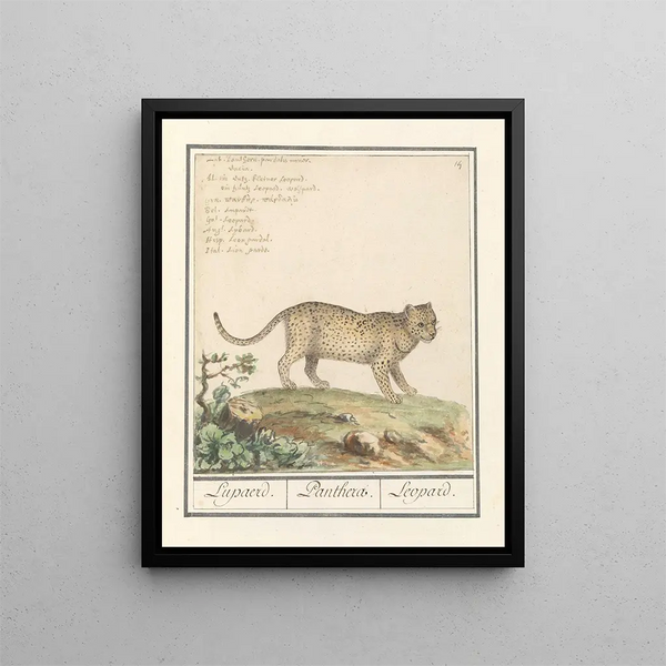 Leopard Panthera pardus Leopard Panthera Léopard - Anselmus Botius de Boodt — framed artwork on a wall