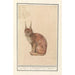 Lynx Lynx lynx - Anselmus Botius de Boodt — artwork view