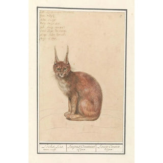 Anselmus Botius de Boodt - Lynx Lynx lynx Lochs Los weerewolf Lupus Cervarius Lynx Loup Cervier Lynx.webp