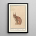 Lynx Lynx lynx - Anselmus Botius de Boodt — framed artwork on a wall