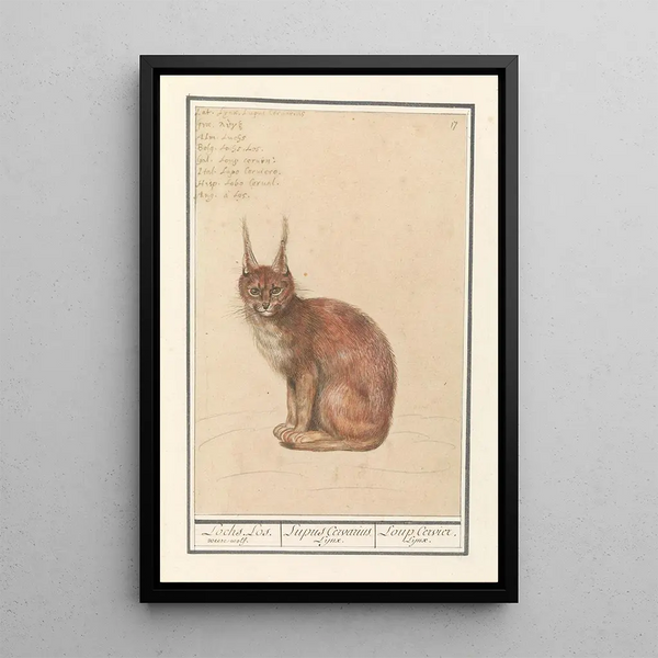 Lynx Lynx lynx - Anselmus Botius de Boodt — framed artwork on a wall