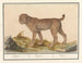 Lynx, tiger - Anselmus Botius de Boodt — artwork view