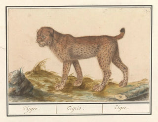 Lynx, tiger - Anselmus Botius de Boodt — artwork view