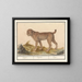 Lynx, tiger - Anselmus Botius de Boodt — framed artwork on a wall