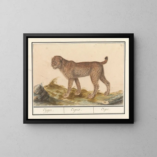 Lynx, tiger - Anselmus Botius de Boodt — framed artwork on a wall