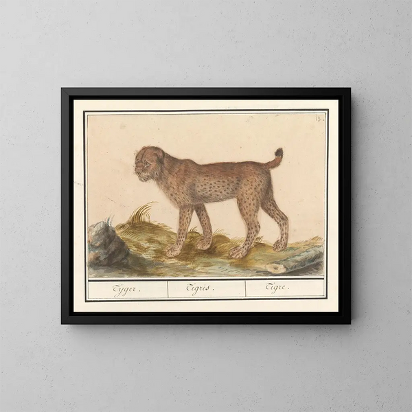 Lynx, tiger - Anselmus Botius de Boodt — framed artwork on a wall